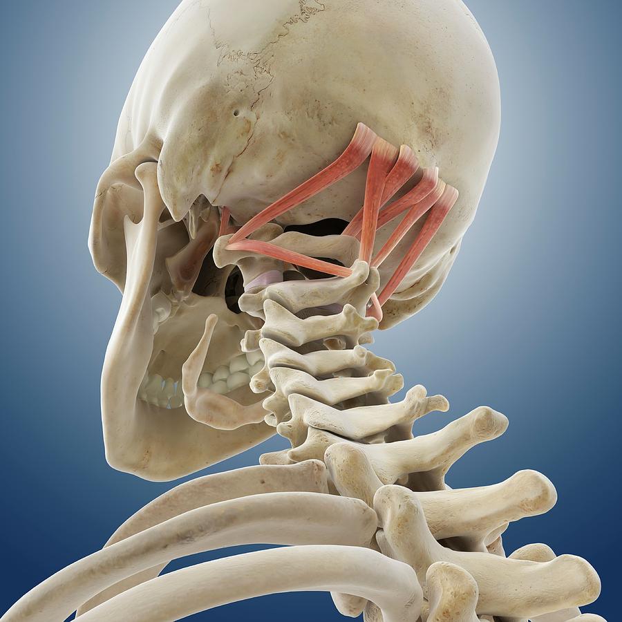Suboccipital Muscles 1 By Springer Medizinscience Photo Library 7323