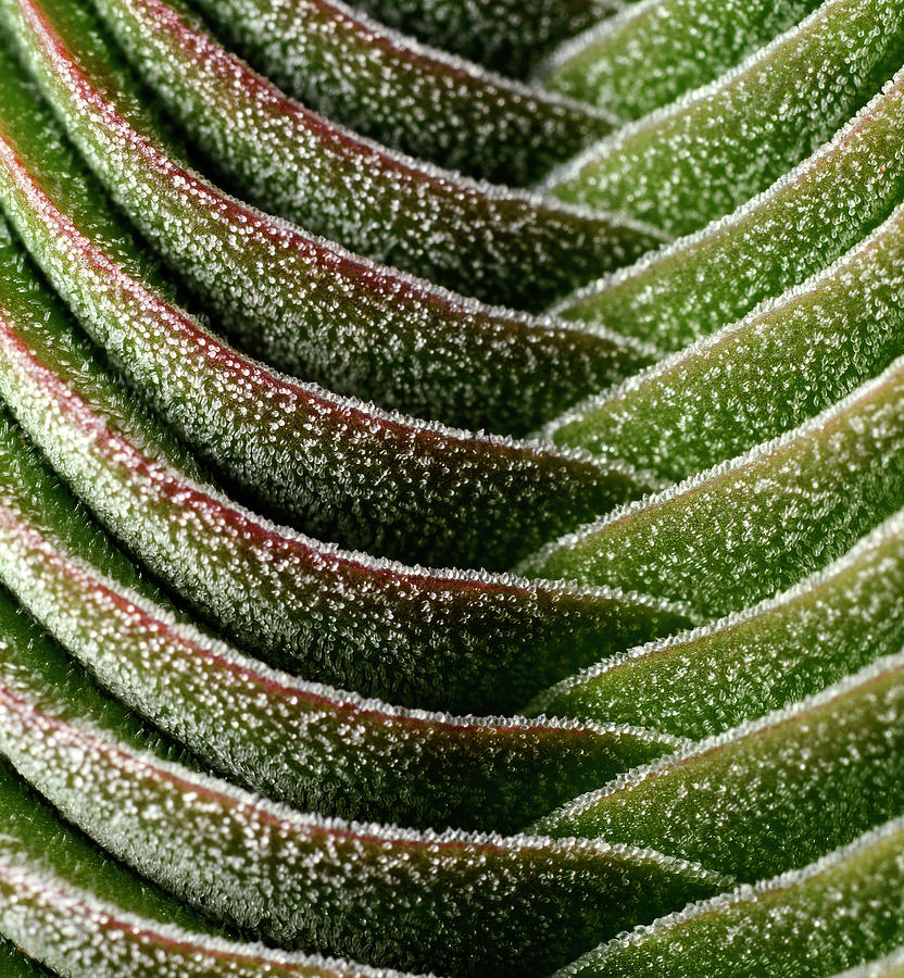Succulent Crassula Columnaris buddhas Temple #1 Photograph by Nigel Downer/science Photo Library