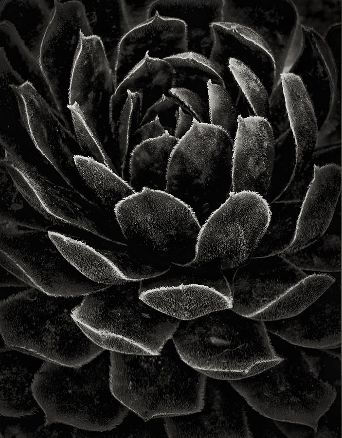 Succulent In Black And White #2 Photograph by Robert Woodward