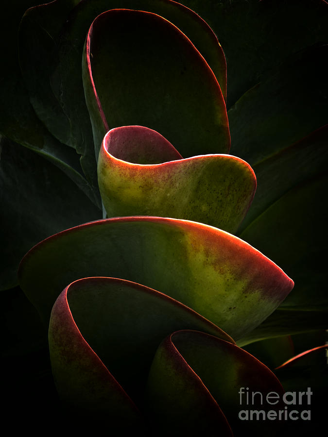 Succulent Plant Photograph