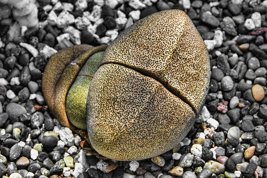 Succulent  #1 Digital Art by Photographic Art by Russel Ray Photos