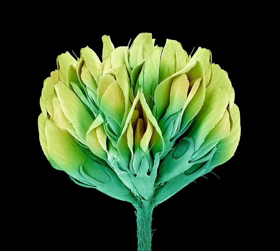 Nature Photograph - Suckling clover (Trifolium dubium), SEM #1 by Science Photo Library