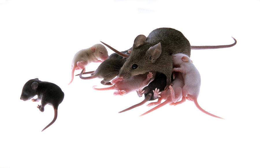 Mammal Photograph - Suckling Family Of Chimeric Lab Mice #1 by Marc Steinmetz
