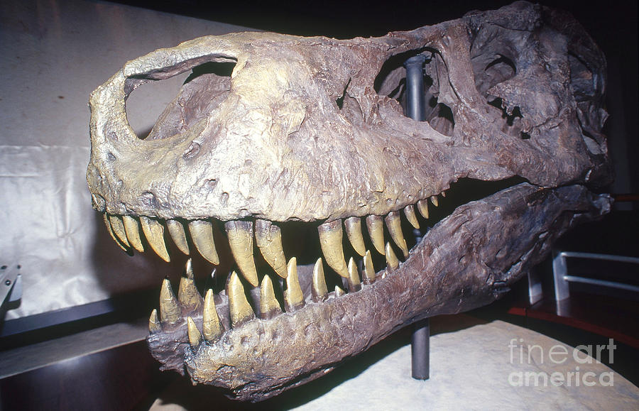 Sue The Tyrannosaurus Rex #1 Photograph by Millard H. Sharp