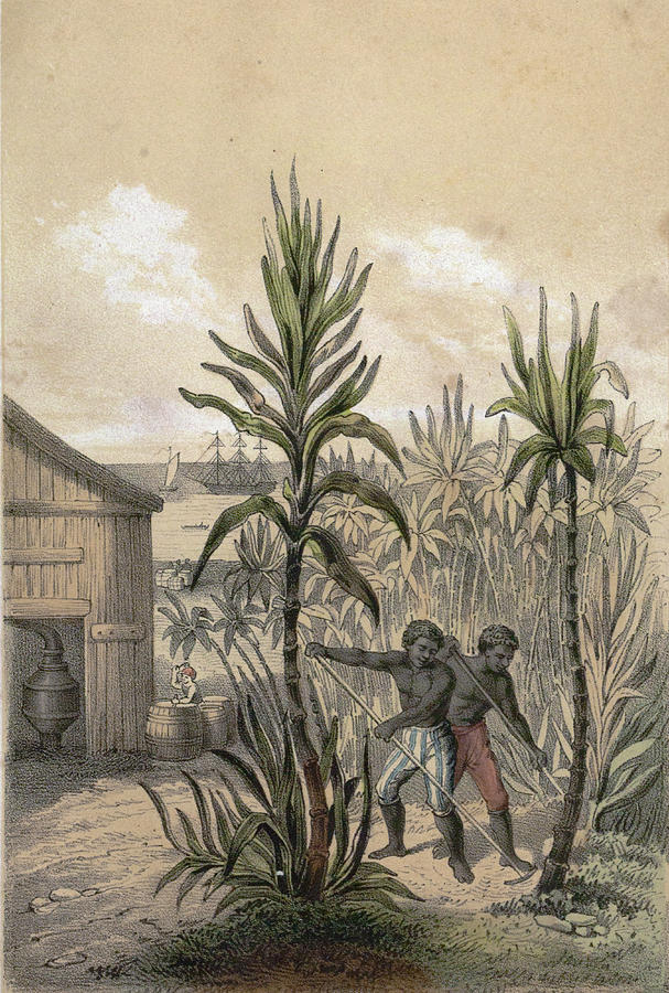 Sugar Can Farming, Sugarcane Plantation, Poaceae, Seed Drawing by