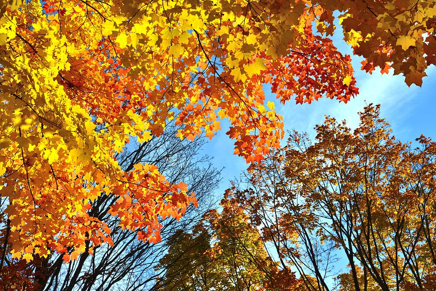 Sugar Maple Canopy Photograph by Ray Mathis - Fine Art America