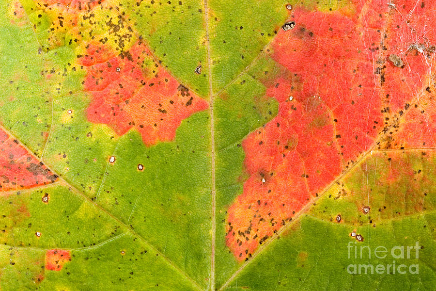 Sugar Maple Leaf #1 Photograph by Gregory G. Dimijian, M.D.