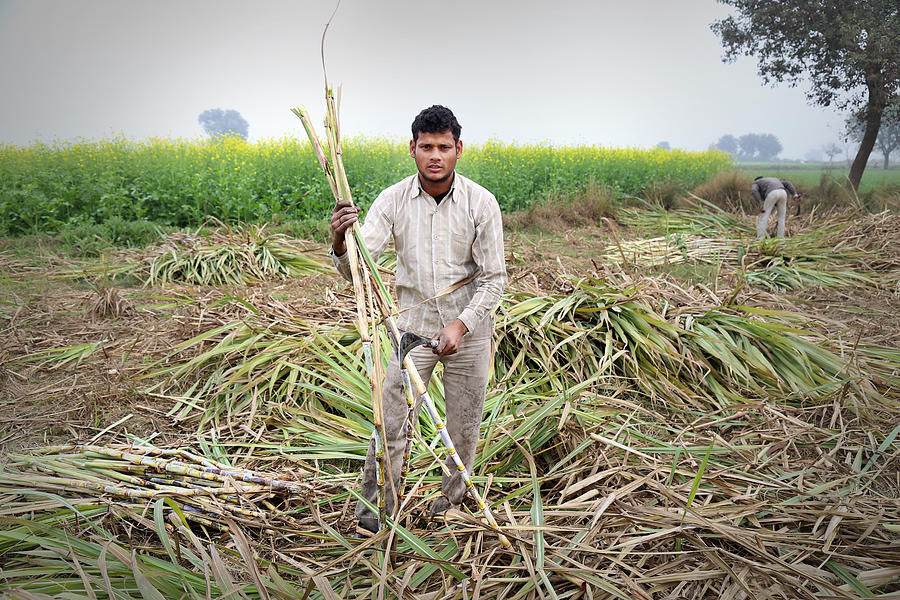Sugarcane Harvesting #1 Photograph by Pixelfusion3d