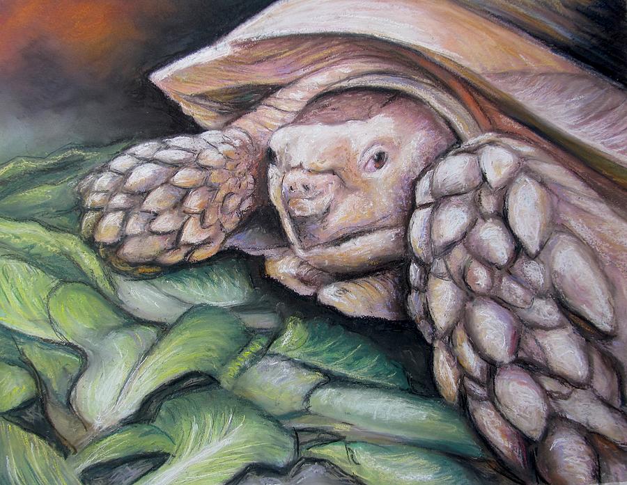 Sulcata Tortoise #1 Painting by Melinda Saminski