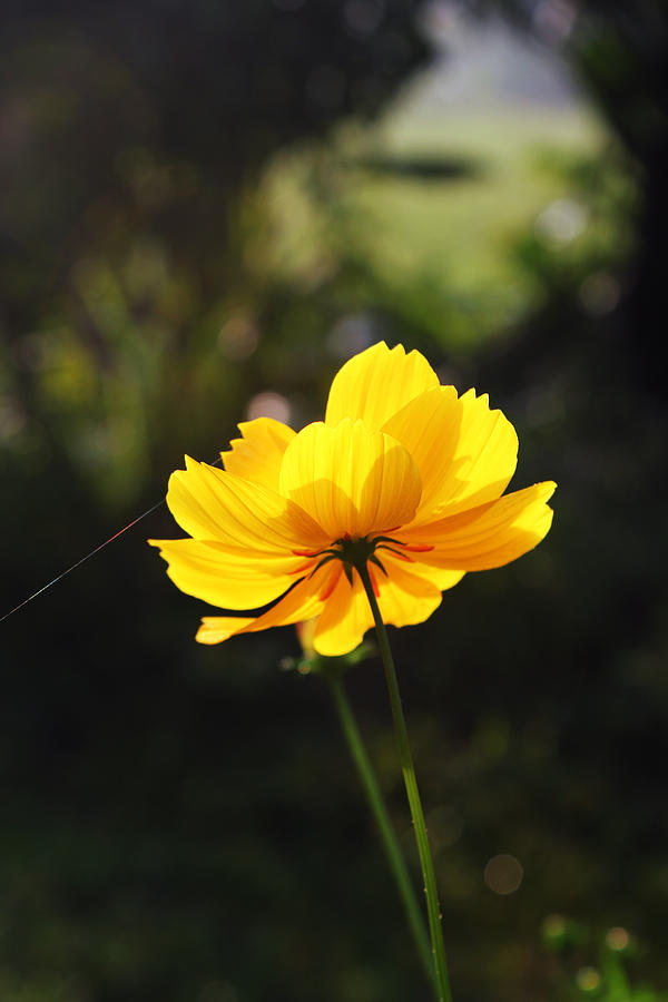 Sulfur Cosmos flower. #1 Photograph by Kittikorn Phongok - Fine Art America