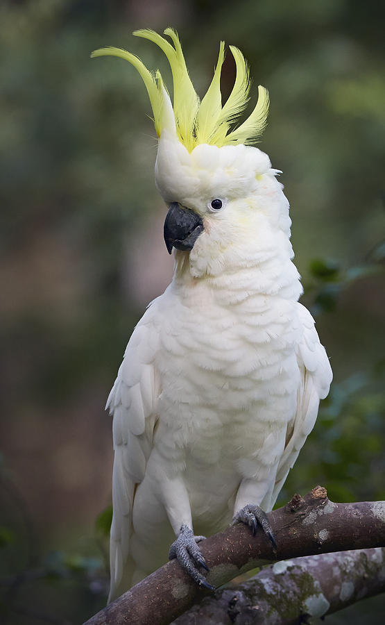 Sulphur-crested Cockatoo Displaying #1 Photograph by Martin Willis