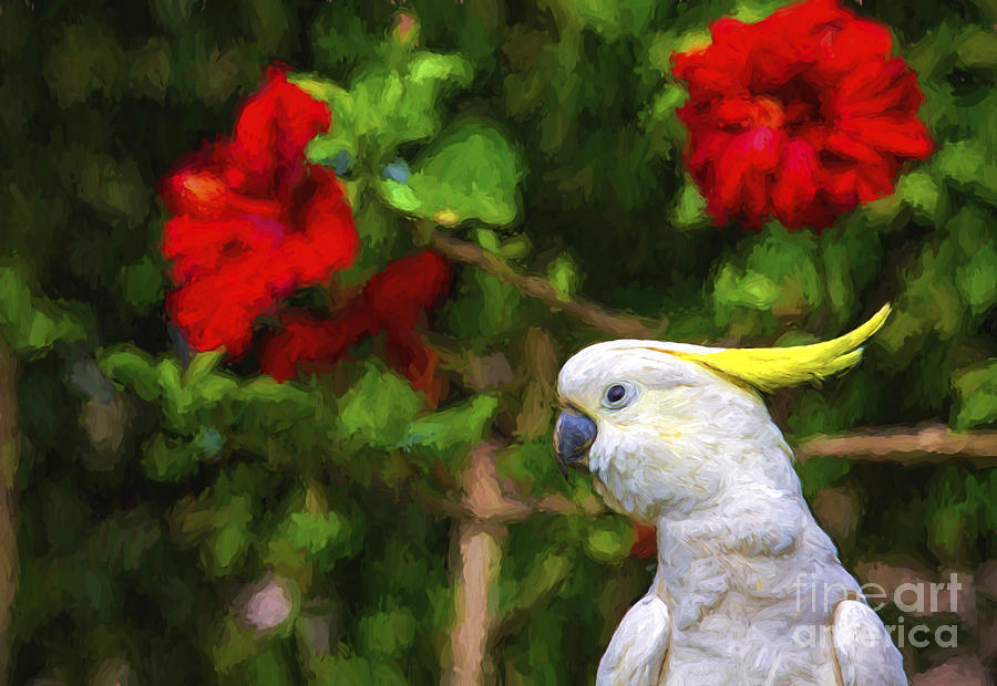Flowers Still Life Photograph - Sulphur crested cockatoo #2 by Sheila Smart Fine Art Photography