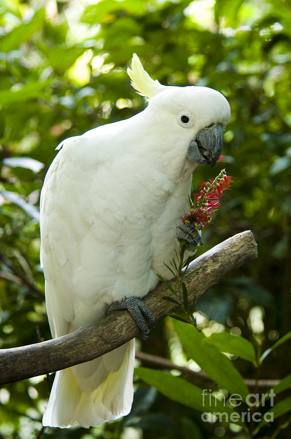 Cockatoo Photograph - Sulphur-crested Cockatoo #1 by William H. Mullins