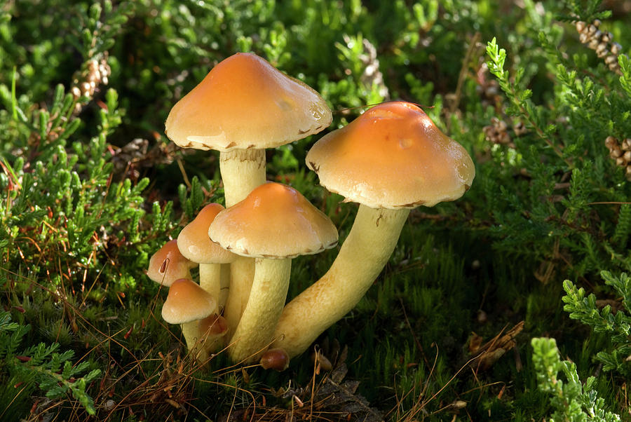 Nature Photograph - Sulphur Tuft Fungus #1 by Nigel Downer