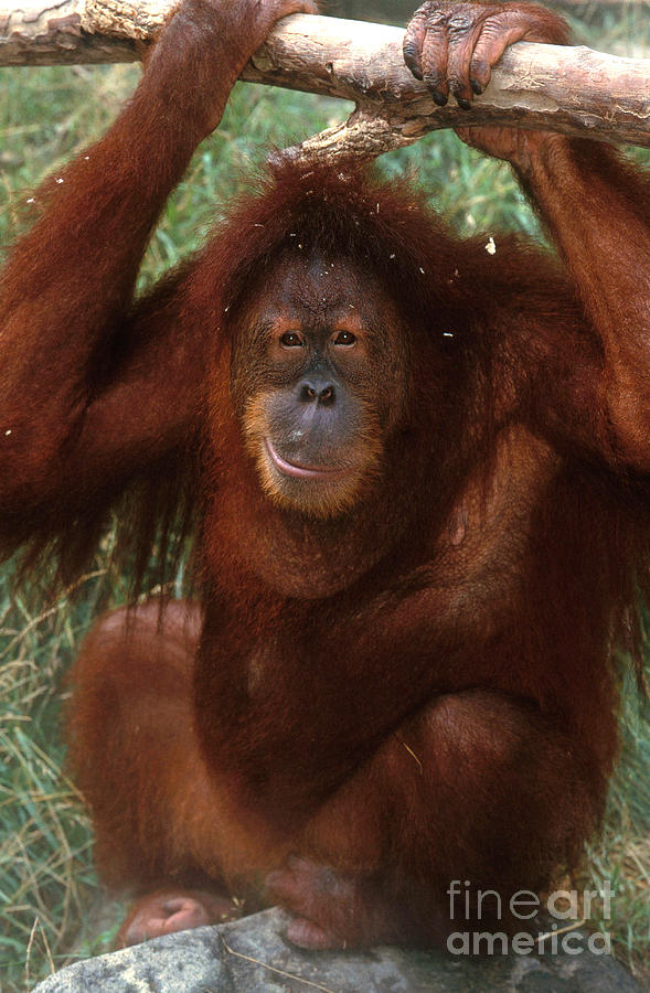 Orangutan Photograph - Sumatran Orangutan #1 by Art Wolfe