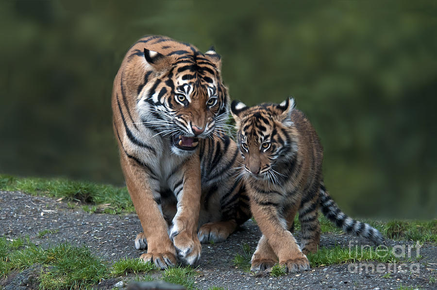 Sumatran Tiger #1 Photograph by Mark Newman