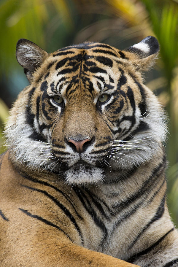 Sumatran Tiger Photograph by San Diego Zoo