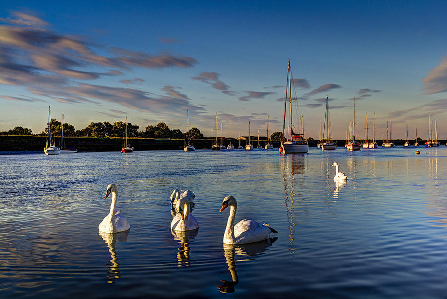 Summer evening swans #1 Photograph by David Pyatt