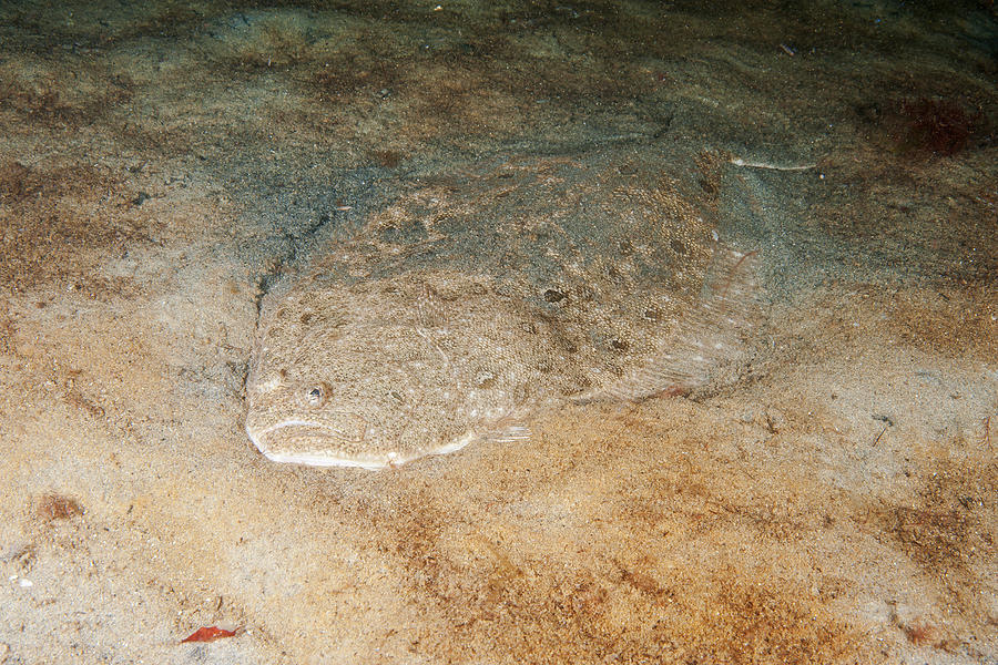 Summer Flounder #1 Photograph by Andrew J. Martinez