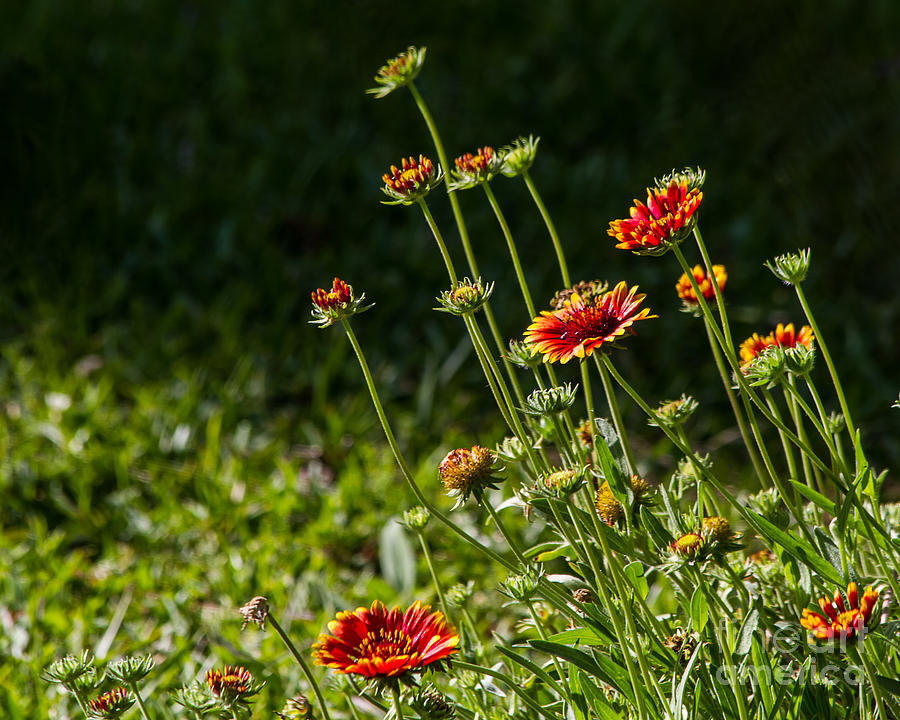 Summer Flowers #1 Photograph by Ken Frischkorn