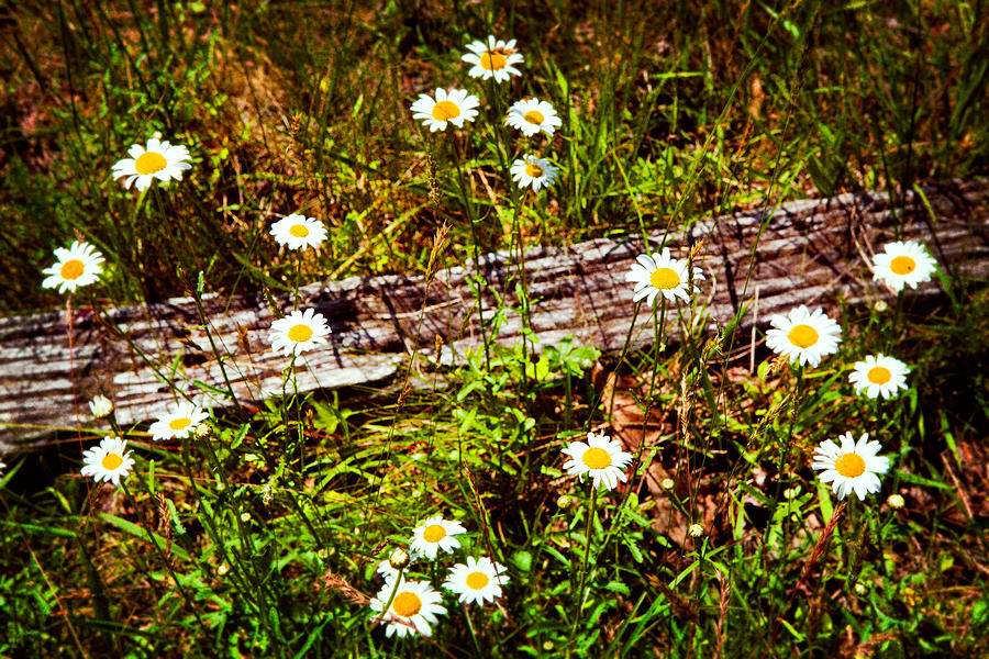 Summer Flowers on the Blue Ridge Parkway 7653 #1 Painting by Dan Carmichael