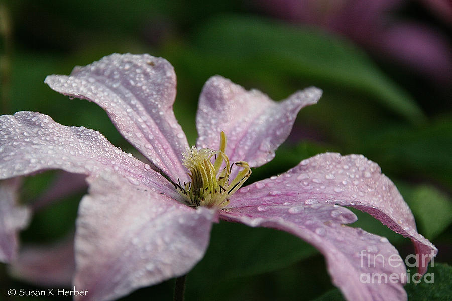 Summer Raindrops Photograph by Susan Herber