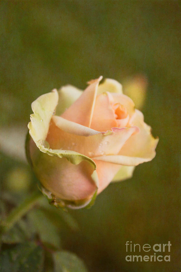Summer Rose #1 Photograph by Arlene Carmel
