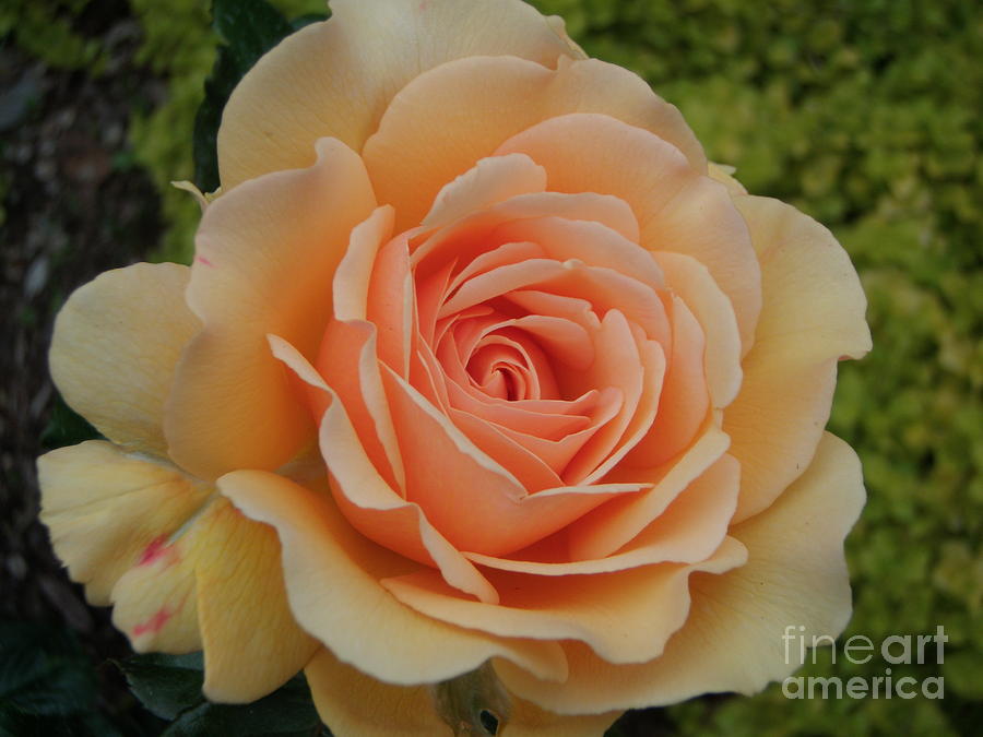 Rose Photograph - Summer Rose #1 by Nona Kumah