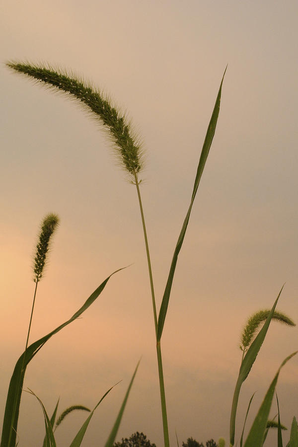 Grasses Photograph - Summer Sunset #1 by Daniel Kasztelan