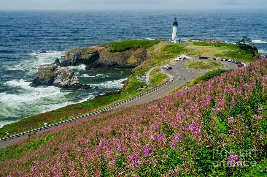 Nature Photograph - Summer Time At Yaquina Head #1 by Nick Boren