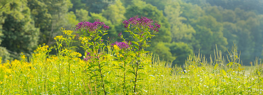 Summer Weeds, Cuyahoga Valley National #1 Photograph by Panoramic Images
