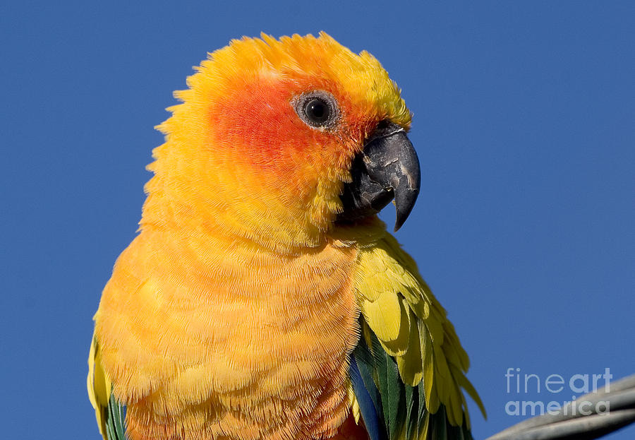 Parrot Photograph - Sun Conure #1 by Steven Ralser