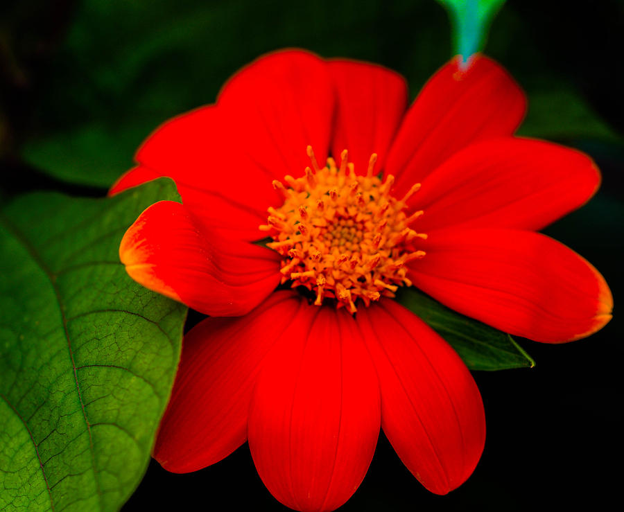 Sun Flower #1 Photograph by Gerald Kloss