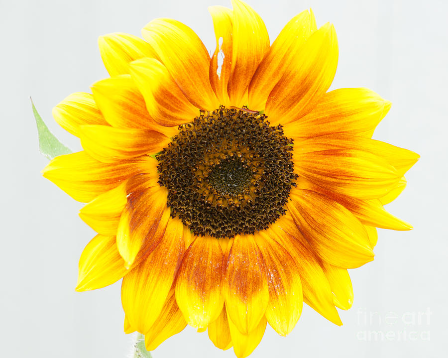 Sun Flower #1 Photograph by Ronald Grogan