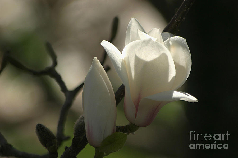 Magnolia Movie Photograph - Sun Kissed  #1 by Living Color Photography Lorraine Lynch