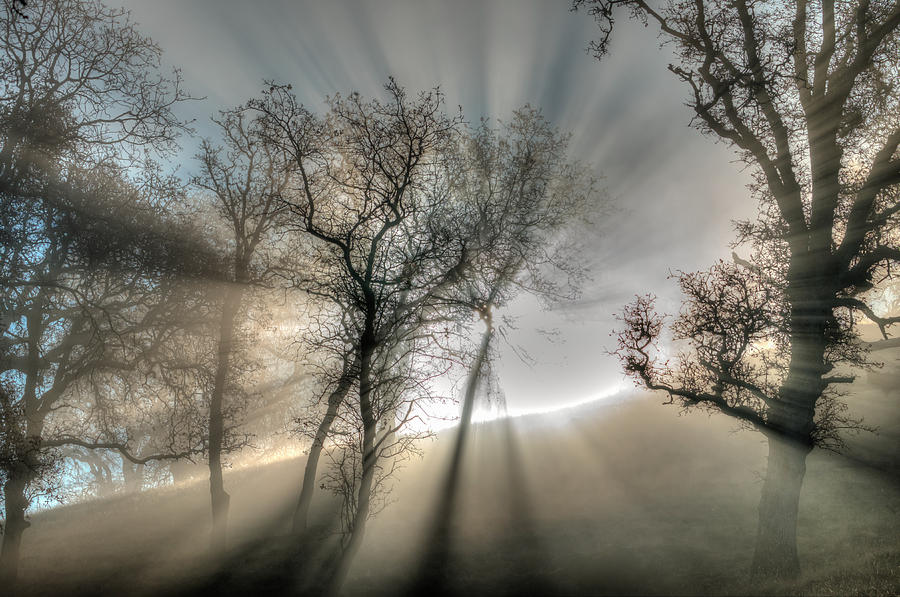 Sun Rays Through Fog Photograph