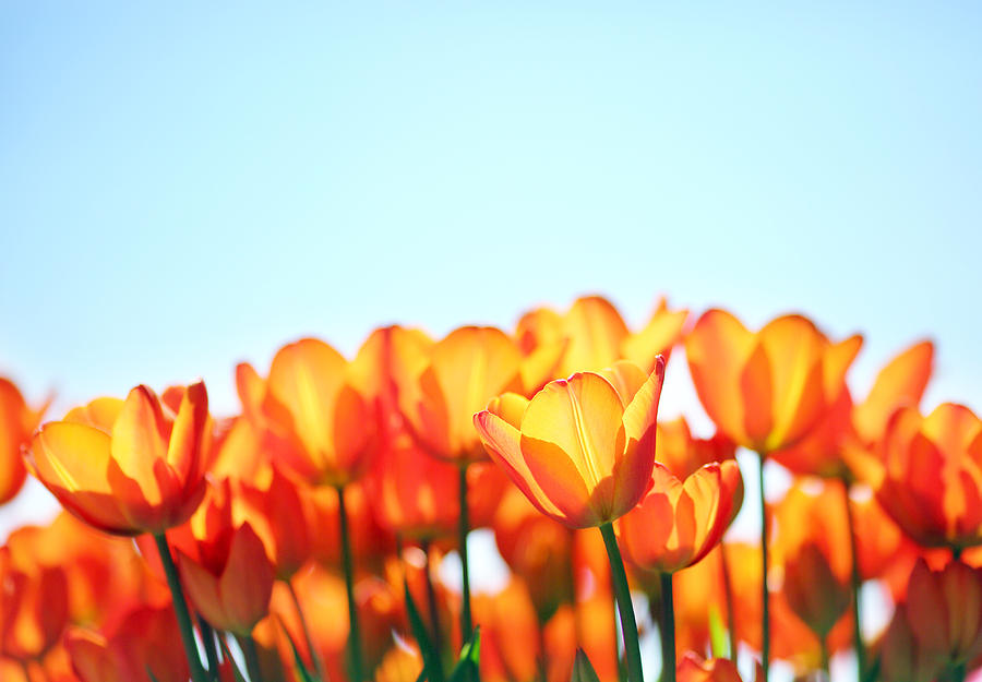Tulip Photograph - Sun Salutation #1 by Rebecca Cozart