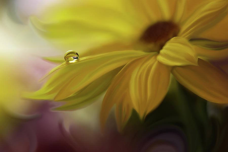 Flower Photograph - Sunbeam... #1 by Juliana Nan