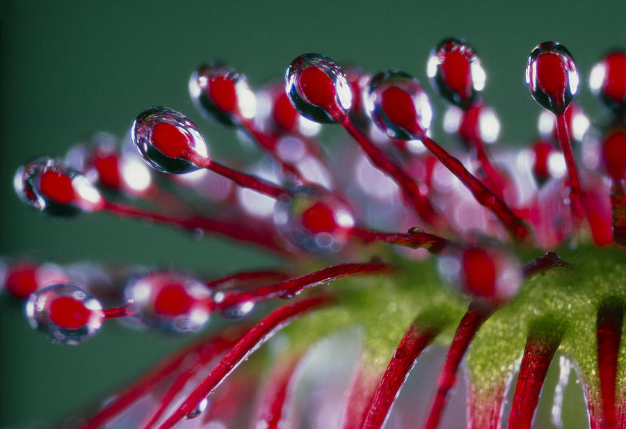 Sundew Tentacles #1 Photograph by Perennou Nuridsany