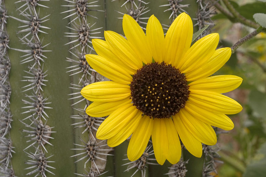 Sunflower Helianthus annuus Photograph by Carol Gregory