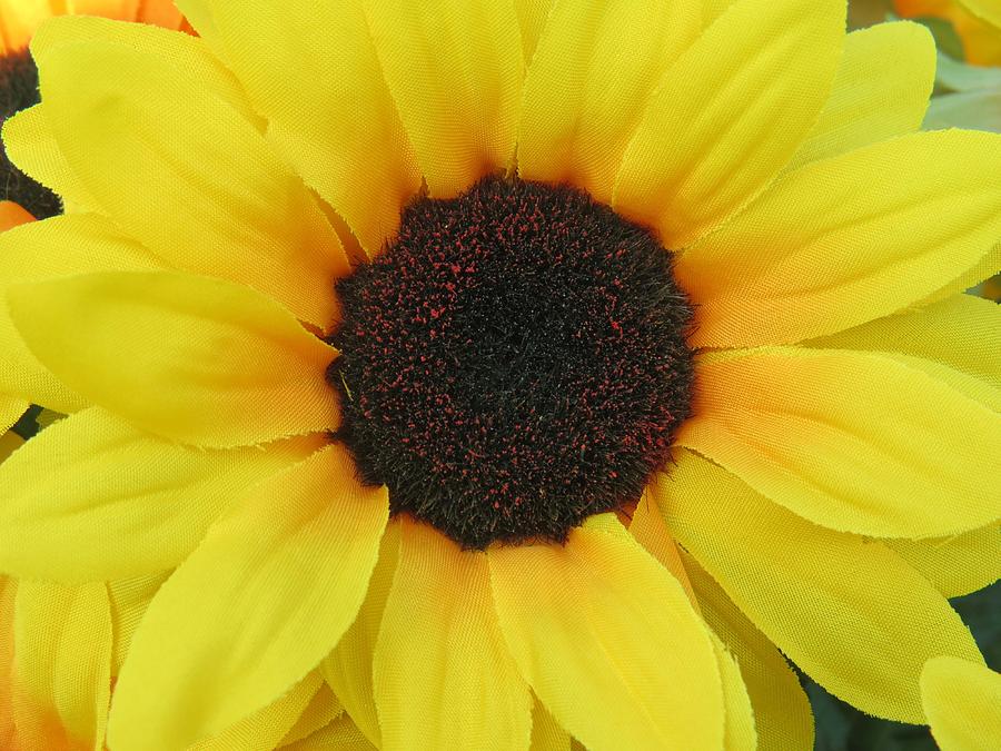 Sunflower #1 Photograph by Aaron Martens