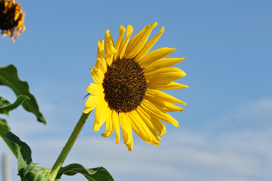 Sunflower #1 Photograph by Alan Hutchins