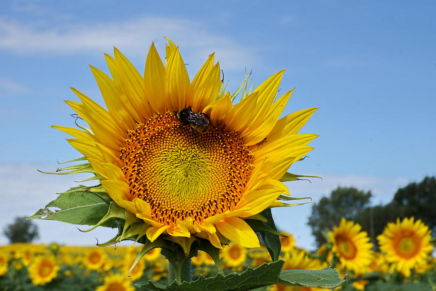 Sunflower and Bee #1 Photograph by Alan Hutchins