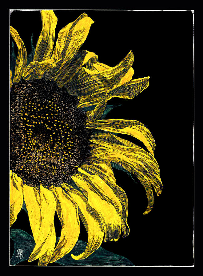 Sunflower #1 Drawing by Ann Ranlett