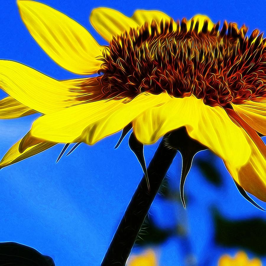Sunflower #1 Photograph by Anne Thurston