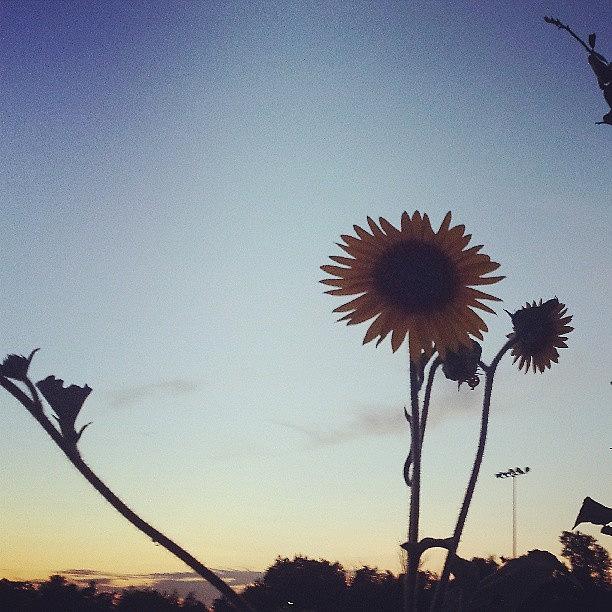 Sunset Photograph - Sunflower At #sunset. #nature #terrell #1 by Tessa Howington