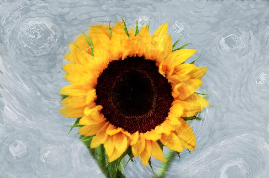 Sunflower Photograph by Bill Howard