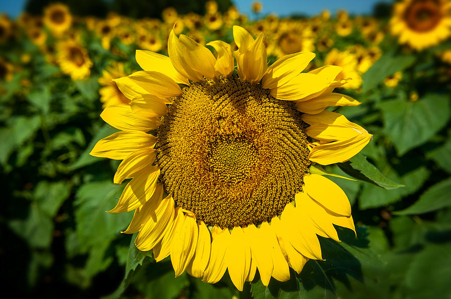 Sunflower #2 Photograph by Bud Simpson