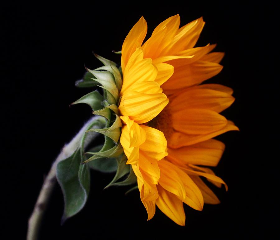 Sunflower Photograph - Sunflower #1 by Carol Welsh