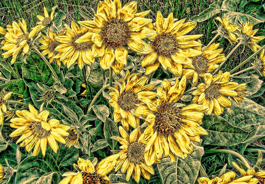 Sunflowers SD1 Digital Art by Cathy Anderson